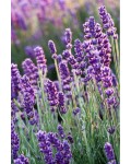 Лаванда вузьколиста Блю Сент Ерлі | Lavandula angustifolia Blue Scent Early | Лаванда узколистная Блю Сент Эрли